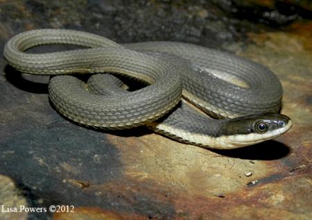 Queensnake (Regina septemvittata)