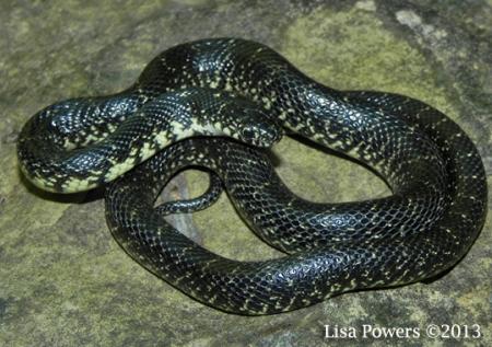 Eastern Black Kingsnake (Lampropeltis nigra)