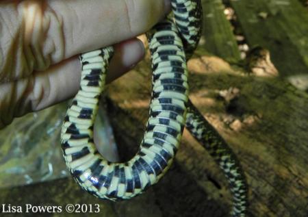 Eastern Black Kingsnake (Lampropeltis nigra)