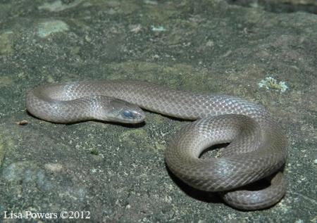 Smooth Earthsnake (Virginia valeriae)