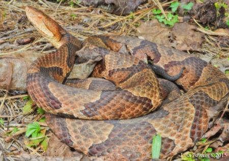 Copperhead (Agkistrodon contortrix)