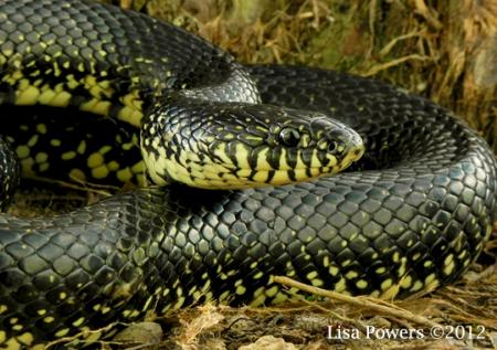 Eastern Black Kingsnake