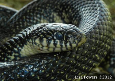 Eastern Black Kingsnake (Lampropeltis nigra)