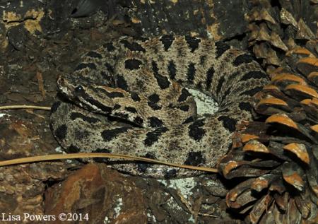 Pigmy Rattlesnake (Sistrurus miliarius)