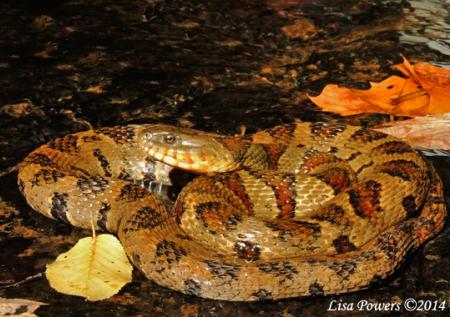 Common or Northern Watersnake (Nerodia sipedon)