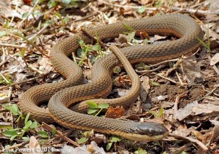 Queensnake (Regina septemvittata)