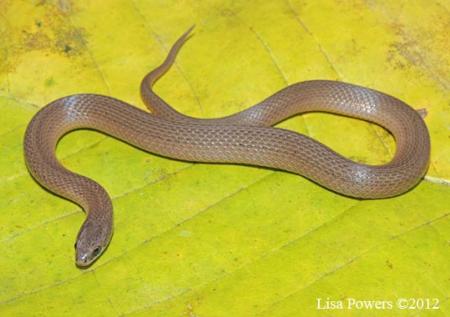 Smooth Earthsnake (Virginia valeriae)