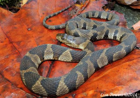 Common or Northern Watersnake (Nerodia sipedon)