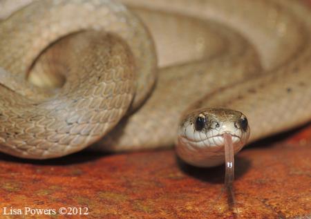 Smooth Earthsnake (Virginia valeriae)