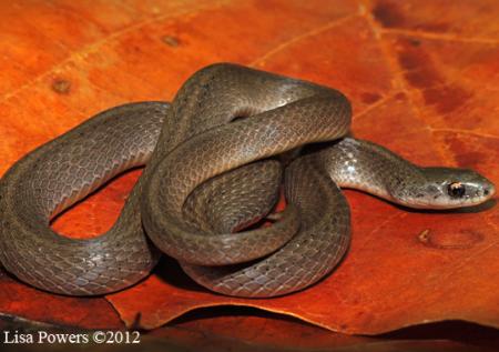 Smooth Earthsnake (Virginia valeriae)