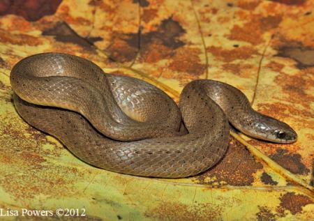 Smooth Earthsnake (Virginia valeriae)