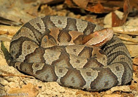 Copperhead (Agkistrodon contortrix)