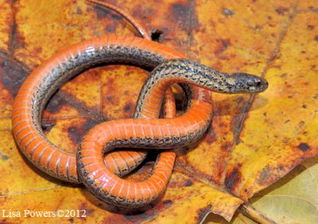 Red-bellied Snake (Storeria occipitomaculata)