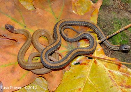 Red-bellied Snake (Storeria occipitomaculata)