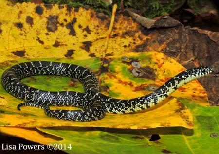 Eastern Black Kingsnake (Lampropeltis nigra)