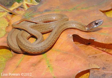 Red-bellied Snake (Storeria occipitomaculata)