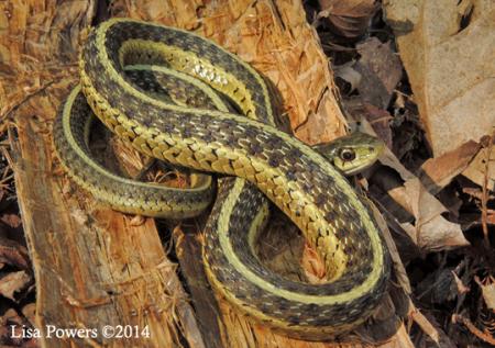 Common Gartersnake (Thamnophis sirtalis)