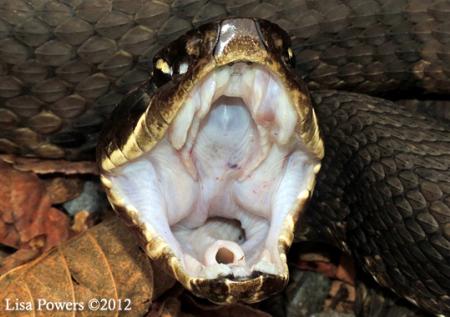 Western Cottonmouth (Agkistrodon piscivorus)