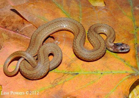 Red-bellied Snake (Storeria occipitomaculata)