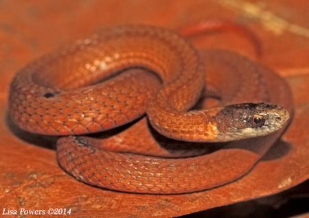 Red-bellied Snake (Storeria occipitomaculata)