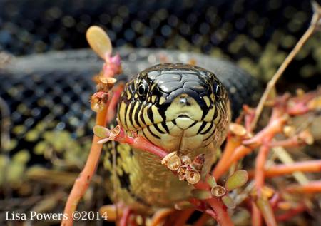 Eastern Black Kingsnake (Lampropeltis nigra)