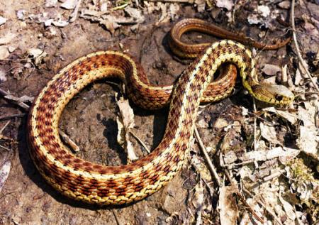 common garter snake