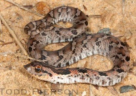 Eastern Hog-nosed Snake (Heterodon platirhinos)