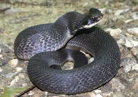 Eastern hognose snake playing dead - Heterodon platyrhinosj Stock