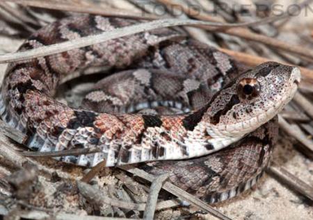 Eastern Hog-nosed Snake (Heterodon platirhinos)