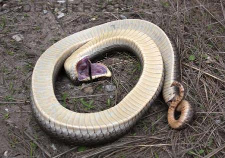 Eastern Hog-nosed Snake (Heterodon platirhinos)