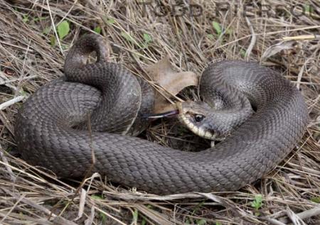 Eastern Hog-nosed Snake (Heterodon platirhinos)