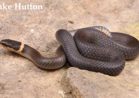 baby ringneck snake