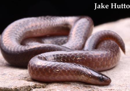 Common Wormsnake (Carphophis ameonus)