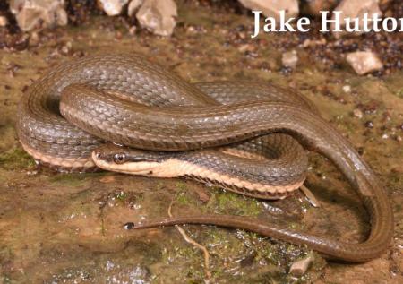 Queensnake (Regina septemvittata)