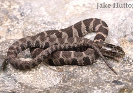 Common or Northern Watersnake (Nerodia sipedon)