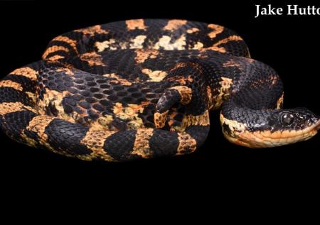 Eastern Hog-nosed Snake (Heterodon platirhinos)