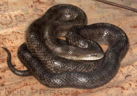 Yellow-bellied or Prairie Kingsnake (Lampropeltis calligaster)