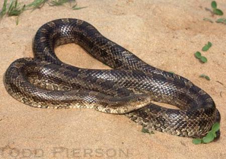 Yellow-bellied or Prairie Kingsnake (Lampropeltis calligaster)