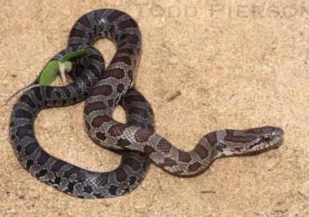 Yellow-bellied or Prairie Kingsnake (Lampropeltis calligaster)