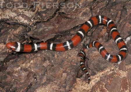 scarlet king snake vs coral snake