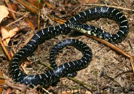 Eastern Black Kingsnake (Lampropeltis nigra)