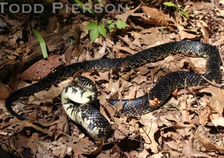 Eastern Black Kingsnake (Lampropeltis nigra)