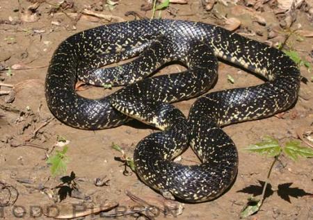 Eastern Black Kingsnake (Lampropeltis nigra)