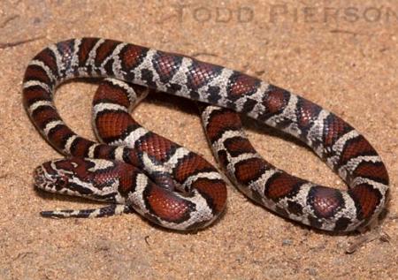 Eastern Milksnake (Lampropeltis triangulum)