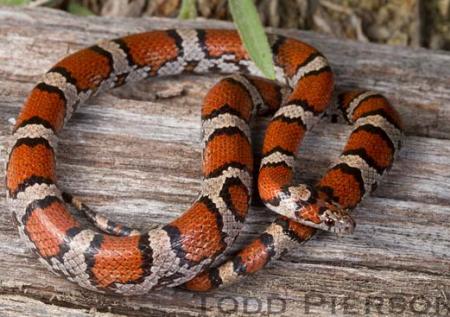 Eastern Milksnake (Lampropeltis triangulum)