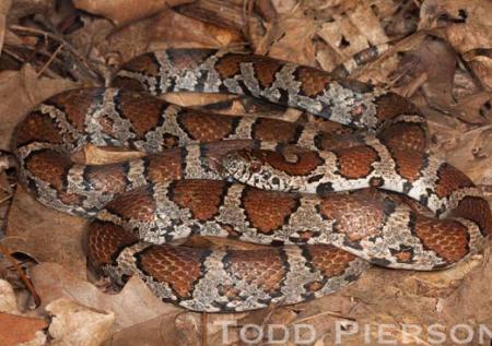 Eastern Milksnake (Lampropeltis triangulum)