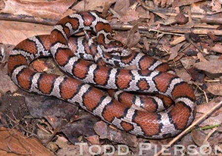 Eastern Milksnake (Lampropeltis triangulum)