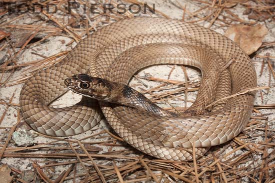 Eastern Coachwhip (Masticophis flagellum)