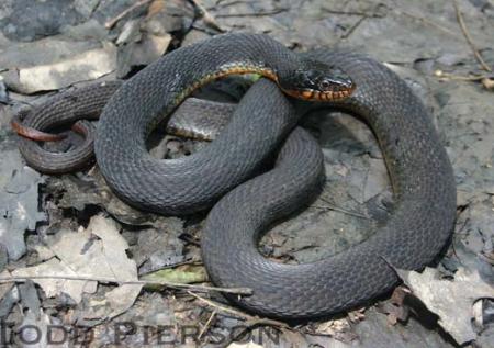 black swamp snake