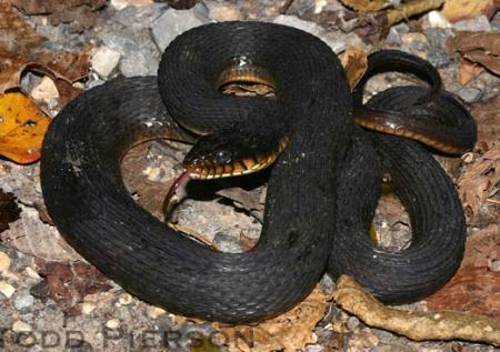 Plainbelly Watersnake (Nerodia erythrogaster)